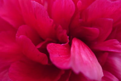 Full frame shot of pink flower