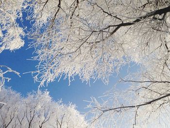 Low angle view of bare trees against clear blue sky