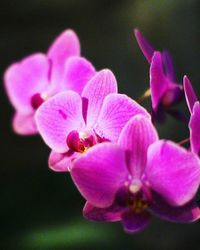 Close-up of pink flowers