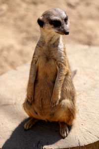 meerkat