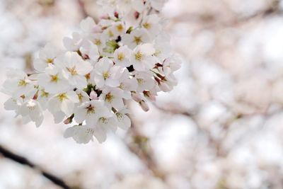 Close-up of white flowers on tree