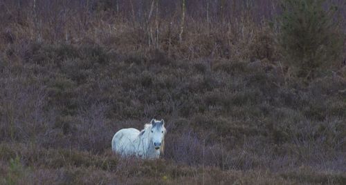 Sheep standing on field