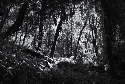 Trees in forest