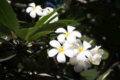 Close-up of white flowering plant