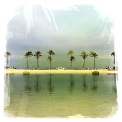 View of palm trees in water