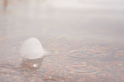 Close-up of jellyfish in water