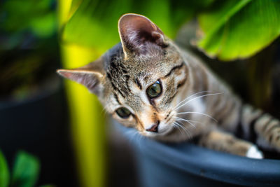 Close-up portrait of a cat