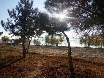 Trees on field against sky