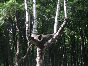 Low angle view of lizard on tree in forest