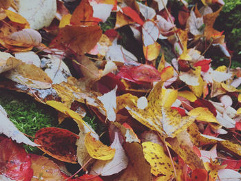 Full frame shot of autumnal leaves