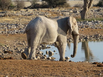 View of elephant drinking water from beach