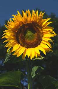 sunflower