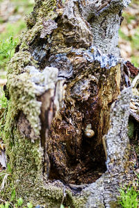 Close-up of mushrooms growing on tree trunk