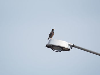 Low angle view of seagull perching on street light