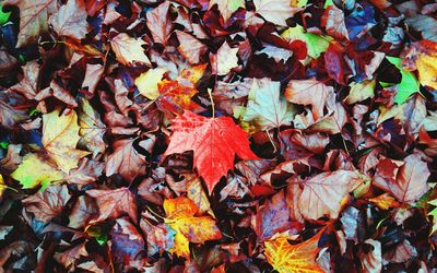 Close-up of fallen maple leaves