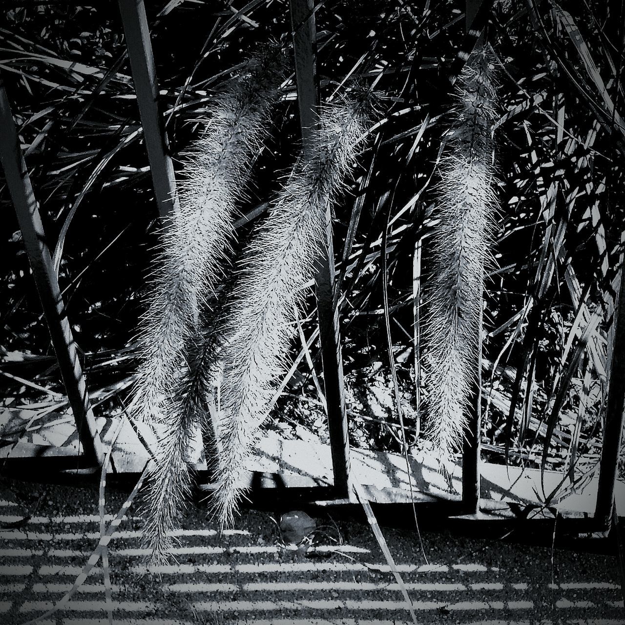 Plants black and white fence