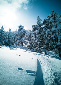 Snow covered land and trees against sky