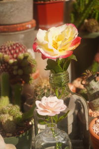 Close-up of rose bouquet on table