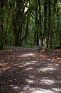 Trees in forest