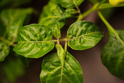 leaf