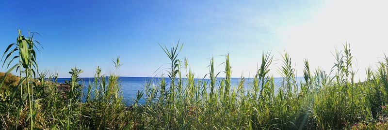 Scenic view of sea against clear blue sky