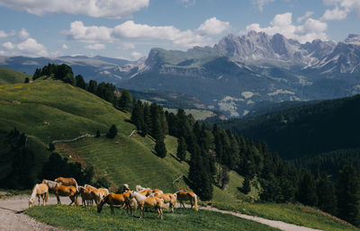 Horses in a field