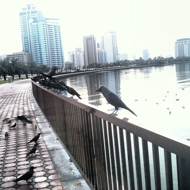 bird, animal themes, animals in the wild, wildlife, architecture, built structure, building exterior, seagull, spread wings, flying, perching, one animal, city, pigeon, sky, railing, clear sky, day, outdoors