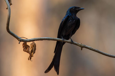 Close-up of bird perching on branch
