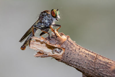 Close-up of an insect