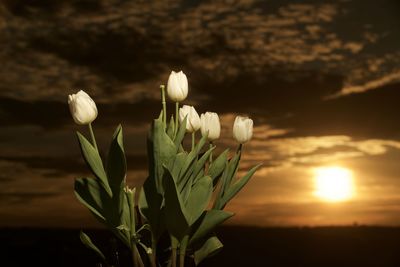 Close-up of flowering plant against sky during sunset