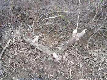 High angle view of bird on field