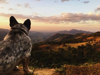 View of a dog on landscape