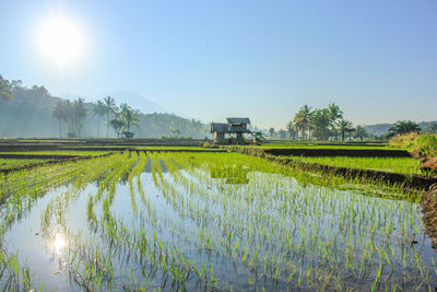 Scenic view of rice field against sky