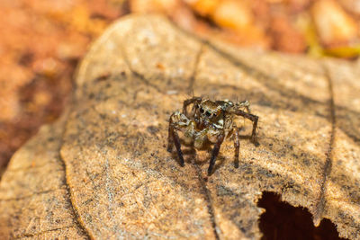 Close-up of spider