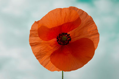 Close-up of poppy flower against blue sky 