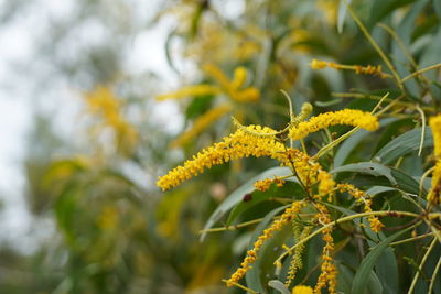 Close-up of yellow flowering plant