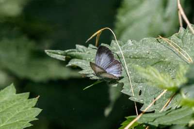 Close-up of butterfly on leaf