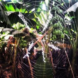 spider web