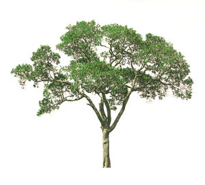 View of tree against white background