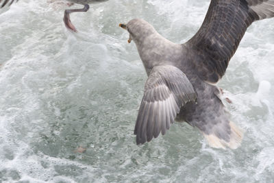 Bird flying over sea