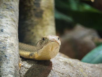 Close-up of snake