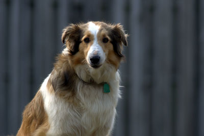 Portrait of dog sitting against wall