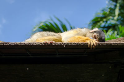 Low angle view of monkey sleeping on roof