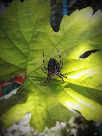 Close-up of insect on leaf