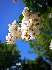 Low angle view of apple blossoms in spring