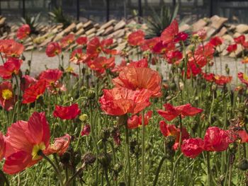 Close-up of red poppy flowers on field