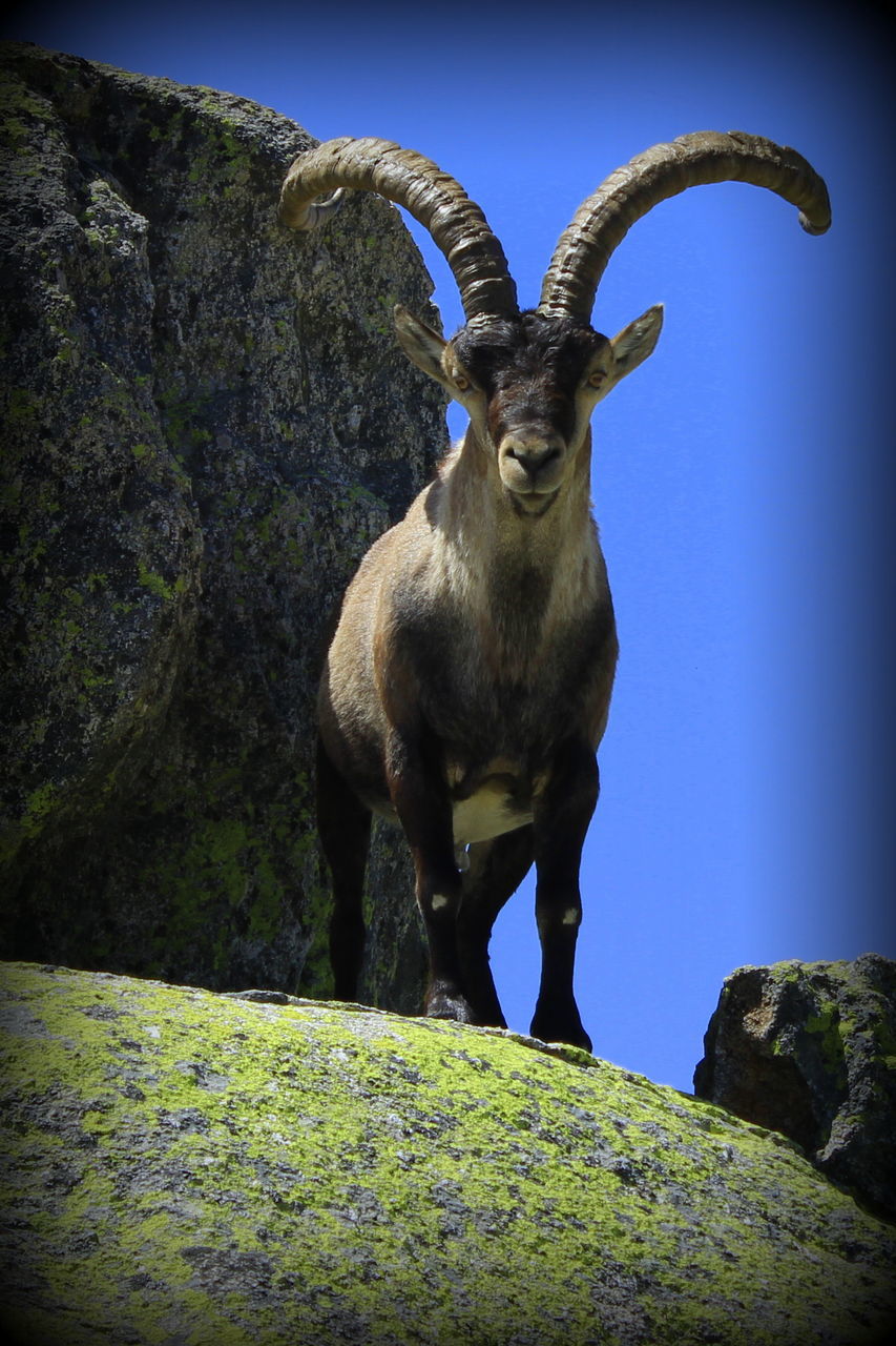 one animal, mammal, no people, animal wildlife, animals in the wild, vertebrate, nature, day, rock, rock - object, solid, domestic animals, standing, outdoors, portrait, horned, looking at camera, herbivorous