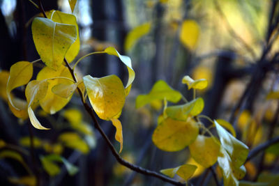Close-up of yellow flowers against blurred background