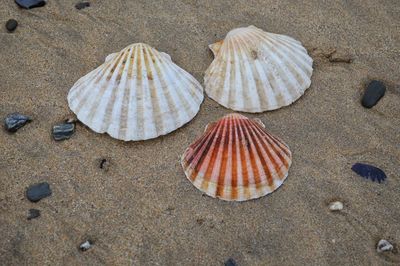 High angle view of seashells on sand at beach