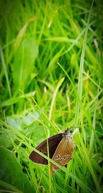 High angle view of butterfly on grass